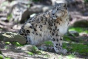 snow-leopard-closeup
